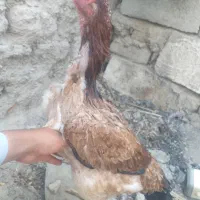 مرغ قیمت با خودتون