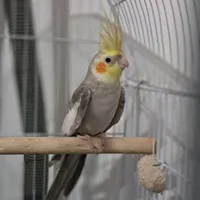 عروس هلندی|پرنده|اراک, |دیوار