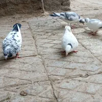 کفتر.کبوتر|پرنده|تربت‌حیدریه, باغ سلطانی|دیوار