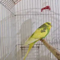 یک جفت مرغ عشق درشت وسرحال|پرنده|سنقر, |دیوار