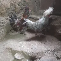 یه جفت خروس و مرغ لهستانی