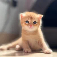 گربه اسکاتیش دبل فولد