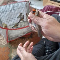 سهره های چارگل منطقه کردستان|پرنده|مشهد, رده|دیوار