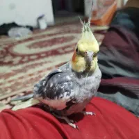 فروش عروس مرواریدی سخنگو