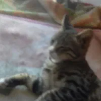 گربه|گربه|شهرکرد, |دیوار