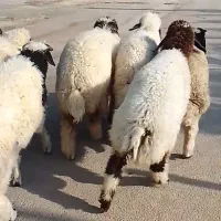9عدد بره نر درجه یک شرط صحیح وسالم