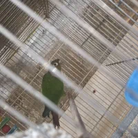 قناری نر و ماده رو تخم  رسمی بلند فنچ و مرغ عشق و