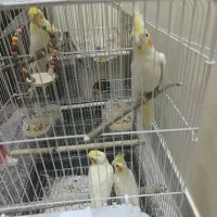 عروس هلندی مولد