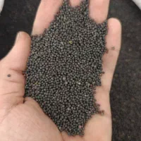 انواع کلزا دلگان هایولا ار جی اس