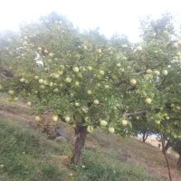 هرس کار ماهر برای درختان بخصوص درختان میوه تضمینی|خدمات باغبانی و درختکاری|اسلام‌شهر, صادقیه|دیوار