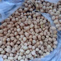 نخود سفید هشترود لب لبی هستش