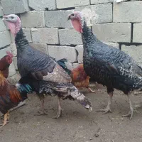 خروس وبوقلمون محلی|حیوانات مزرعه|لیلان, |دیوار