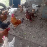 خروس|حیوانات مزرعه|کلاچای, |دیوار