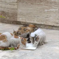 واگذاری گربه|گربه|شیراز, فضل‌آباد|دیوار