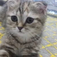 گربه|گربه|کرمان, |دیوار