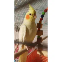 عروس هلندی ماده لوتینو ۷ماهه آماده جفتگیری