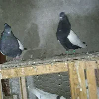 جفت بچ سینه ای|پرنده|شوشتر, |دیوار