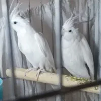 جفت عروس هلندی البینو