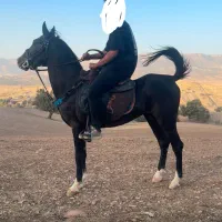 اسب پنچ نیشان کورد اصیل شیشدان|اسب و تجهیزات اسبسواری|ایلام, |دیوار