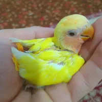 طوطی کوتوله برزیلی|پرنده|شهرکرد, |دیوار