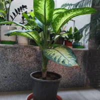 دیفن و پاندانوس و بنجامین