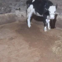 دو عدد گوساله سیمنتال