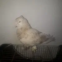 کفترفروشی|پرنده|شهریار, کهنز|دیوار