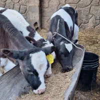 ۳ راس گوساله نر صنعتی ۵۰ روزه