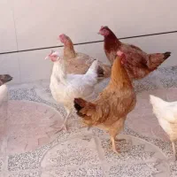 مرغ تخم گذار و جوجه مرغ بزرگ|حیوانات مزرعه|کوهدشت, |دیوار