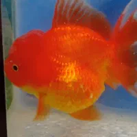 ماهی گلدفیش اوراندا جاینت