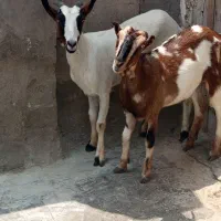 گوشت کهره نزار چ گوشتی چ  کیلوی  موجود