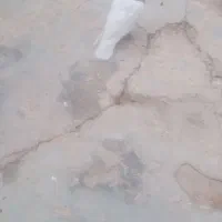 طوقی|پرنده|مسجد سلیمان, |دیوار