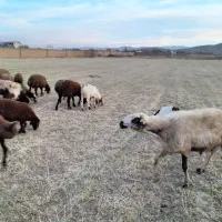 قوچ ،میش‌ بره بز بزغاله بره نر بره ماده