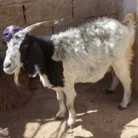 بزچاق برای قصابی