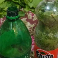برگ مو