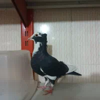 قره مینا کرمونی کاکلی ماده