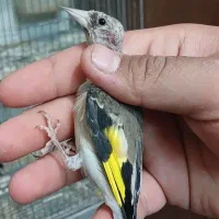 سهره قناری.سهره متولد قفس.سهره خاکی