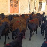 50 راس گوسفند قزل جوان زاییده و آبستن سنگین|حیوانات مزرعه|تبریز, |دیوار