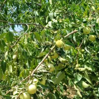 نهال فروشی رضادرخشان ارقام گردو بادام هلونهالستان|گل و گیاه طبیعی|زاینده رود, |دیوار