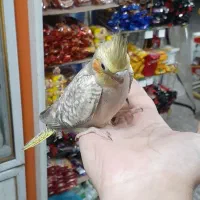 عروس هلندی|پرنده|رودسر, |دیوار