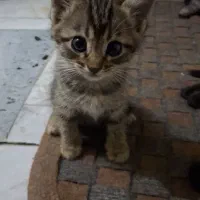 واگذاری ۳ بچه گربه