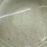 بچه ماهی گوپی بفروش میرسد|ماهی|چناران, |دیوار