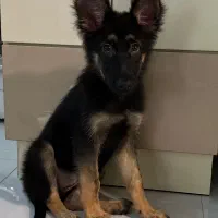 توله ژرمن شولاین موبلند ۳ ماهه