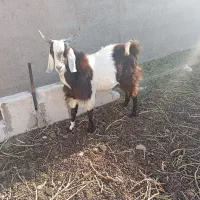 بزباکهر|حیوانات مزرعه|زهک, |دیوار