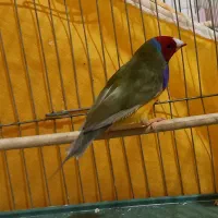 فنچ گلدین|پرنده|شاهین‌شهر, طالقانی|دیوار