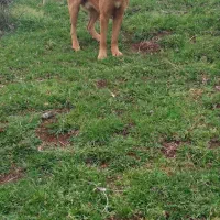 فروش سگ نگهبان و گله ای|سگ|لاهیجان, آهندان|دیوار