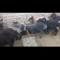 فروش 25راس بره 18راس نر 7راس ماده