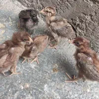 جوجه لاری ۴ عدد دانه ای ۶۵۰