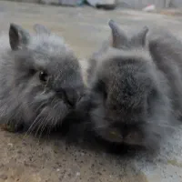 خرگوش|موش و خرگوش|میناب, |دیوار