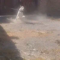 واگذاری سگ گله و نگهبان